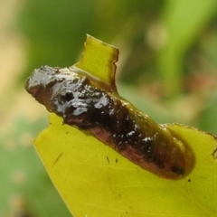 Oxyops sp. (genus) at Kambah, ACT - 5 Mar 2022