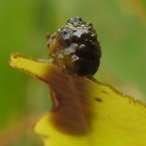 Oxyops sp. (genus) at Kambah, ACT - 5 Mar 2022