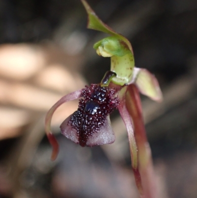 Chiloglottis reflexa (Short-clubbed Wasp Orchid) at Paddys River, ACT - 3 Mar 2022 by AnneG1