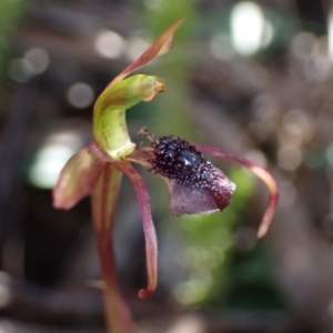 Chiloglottis reflexa at Paddys River, ACT - 4 Mar 2022