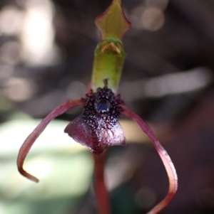 Chiloglottis reflexa at Paddys River, ACT - 4 Mar 2022