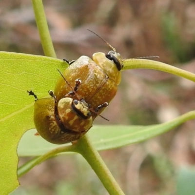 Paropsisterna cloelia (Eucalyptus variegated beetle) at Kambah, ACT - 4 Mar 2022 by HelenCross