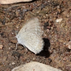 Zizina otis (Common Grass-Blue) at Hawker, ACT - 10 Jan 2022 by AlisonMilton