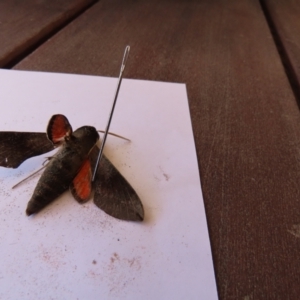 Hippotion scrofa at Duffy, ACT - 3 Mar 2022