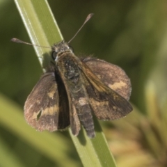 Taractrocera papyria (White-banded Grass-dart) at Coree, ACT - 15 Feb 2022 by AlisonMilton