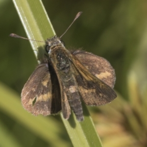 Taractrocera papyria at Coree, ACT - 16 Feb 2022