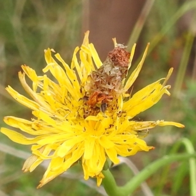 Heliocosma (genus - immature) (A tortrix or leafroller moth) at Kambah, ACT - 4 Mar 2022 by HelenCross