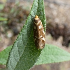 Palimmeces habrophanes (A Concealer moth) at McKellar, ACT - 27 Feb 2022 by Birdy