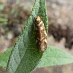 Palimmeces habrophanes (A Concealer moth) at McKellar, ACT - 27 Feb 2022 by Amata