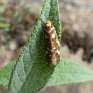 Palimmeces habrophanes at McKellar, ACT - 27 Feb 2022