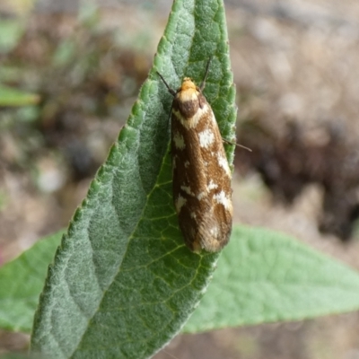 Palimmeces habrophanes (A Concealer moth) at McKellar, ACT - 27 Feb 2022 by Birdy