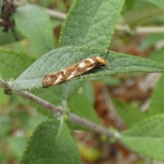 Palimmeces habrophanes at McKellar, ACT - 27 Feb 2022