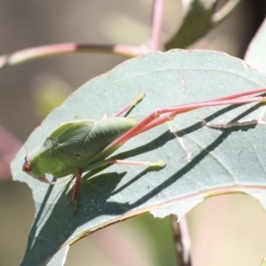 Caedicia simplex at Hawker, ACT - 10 Jan 2022