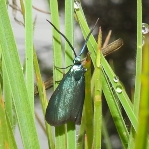 Pollanisus (genus) at Paddys River, ACT - 5 Mar 2022