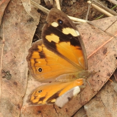 Heteronympha merope (Common Brown Butterfly) at Paddys River, ACT - 4 Mar 2022 by HelenCross