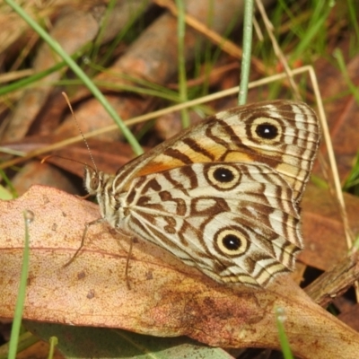 Geitoneura acantha (Ringed Xenica) at Paddys River, ACT - 4 Mar 2022 by HelenCross