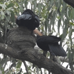 Corcorax melanorhamphos at Kambah, ACT - 5 Mar 2022 11:01 AM