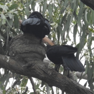 Corcorax melanorhamphos at Kambah, ACT - 5 Mar 2022 11:01 AM