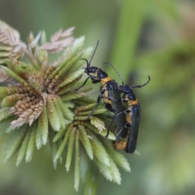 Chauliognathus lugubris (Plague Soldier Beetle) at Hawker, ACT - 10 Jan 2022 by AlisonMilton