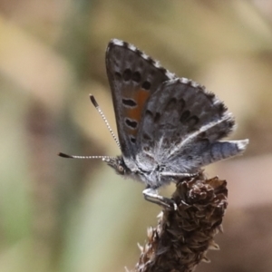 Lucia limbaria at Hawker, ACT - 10 Jan 2022 12:51 PM