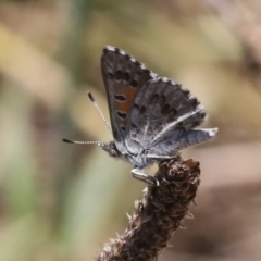 Lucia limbaria at Hawker, ACT - 10 Jan 2022 12:51 PM