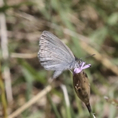 Zizina otis (Common Grass-Blue) at Hawker, ACT - 10 Jan 2022 by AlisonMilton