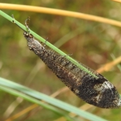 Glenoleon pulchellus (Antlion lacewing) at Paddys River, ACT - 5 Mar 2022 by HelenCross