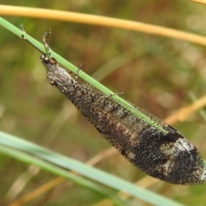 Glenoleon pulchellus at Paddys River, ACT - 5 Mar 2022 11:31 AM