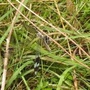 Glenoleon pulchellus at Paddys River, ACT - 5 Mar 2022 11:31 AM