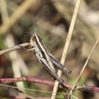 Macrotona australis (Common Macrotona Grasshopper) at The Pinnacle - 10 Jan 2022 by AlisonMilton