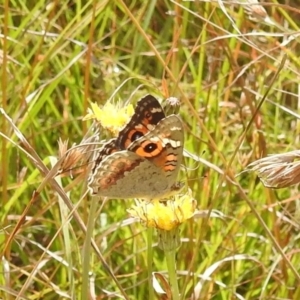 Junonia villida at Paddys River, ACT - 5 Mar 2022