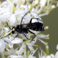 Turneromyia sp. (genus) (Zebra spider wasp) at Hawker, ACT - 10 Jan 2022 by AlisonMilton