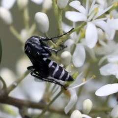 Turneromyia sp. (genus) at Hawker, ACT - 10 Jan 2022