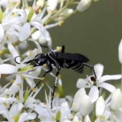 Turneromyia sp. (genus) at Hawker, ACT - 10 Jan 2022