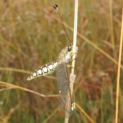 Suhpalacsa flavipes (Yellow Owlfly) at Bullen Range - 5 Mar 2022 by HelenCross