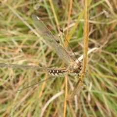 Suhpalacsa flavipes at Paddys River, ACT - 5 Mar 2022