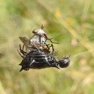 Austracantha minax at Paddys River, ACT - 5 Mar 2022