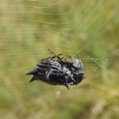 Austracantha minax at Paddys River, ACT - 5 Mar 2022 11:56 AM