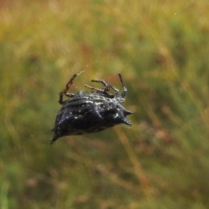 Austracantha minax at Paddys River, ACT - 5 Mar 2022