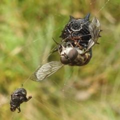 Austracantha minax at Paddys River, ACT - 5 Mar 2022