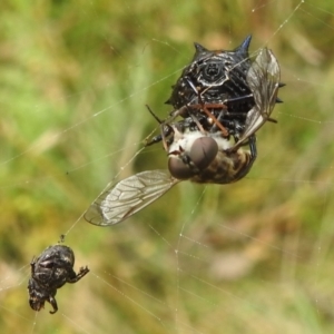 Austracantha minax at Paddys River, ACT - 5 Mar 2022