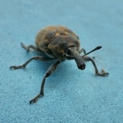 Larinus latus (Onopordum seed weevil) at Yass River, NSW - 5 Mar 2022 by SenexRugosus