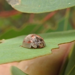 Paropsisterna m-fuscum at Kambah, ACT - 5 Mar 2022