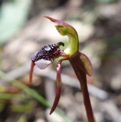 Chiloglottis reflexa at Paddys River, ACT - 4 Mar 2022