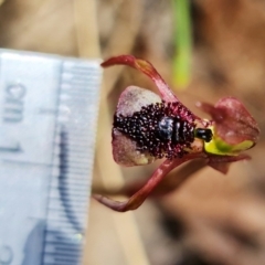 Chiloglottis reflexa at Paddys River, ACT - 4 Mar 2022