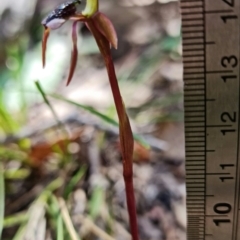 Chiloglottis reflexa at Paddys River, ACT - 4 Mar 2022