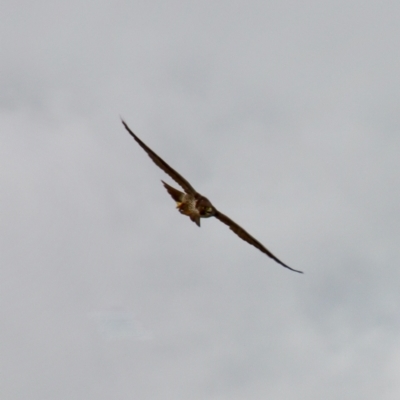 Falco peregrinus (Peregrine Falcon) at Braidwood, NSW - 5 Mar 2022 by LisaH