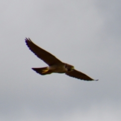 Falco peregrinus at Braidwood, NSW - 5 Mar 2022