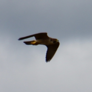 Falco peregrinus at Braidwood, NSW - 5 Mar 2022