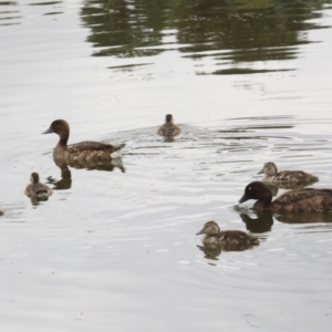 Aythya australis at Gungahlin, ACT - 14 Jan 2022